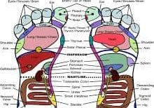 reflexology chart